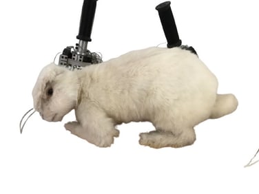 Skittles Commercial SFX Rabbit Movie Props