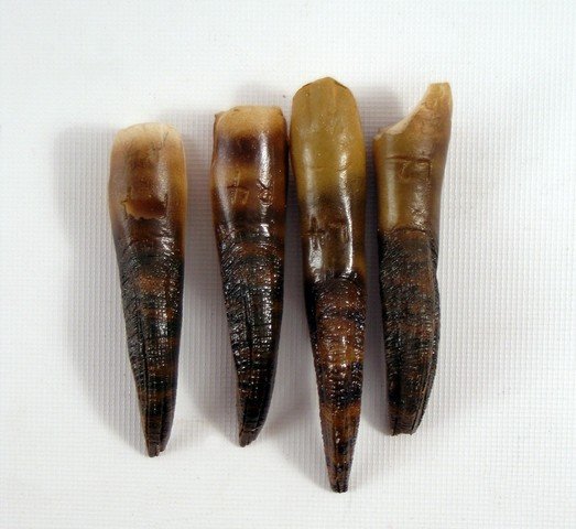 Underworld: Rise of the Lycans Lycan Nails Movie Props: Underworld: Rise of the Lycans - Two left and two right prosthetic molded Lycan nails. (longest approx. 3 1/2" long)
