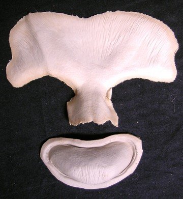 Underworld: Evolution Michael (Scott Speedman) Movie: Underworld: Evolution. Screen used Michael (Scott Speedman) hybrid forehead and chin appliance.