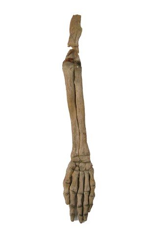 Army Of Darkness Skeletal Arm and Hand Movie Prop: Army Of Darkness 1992 screen used rubber skeletal Deadlite arm and hand. (approx. 23" long)
