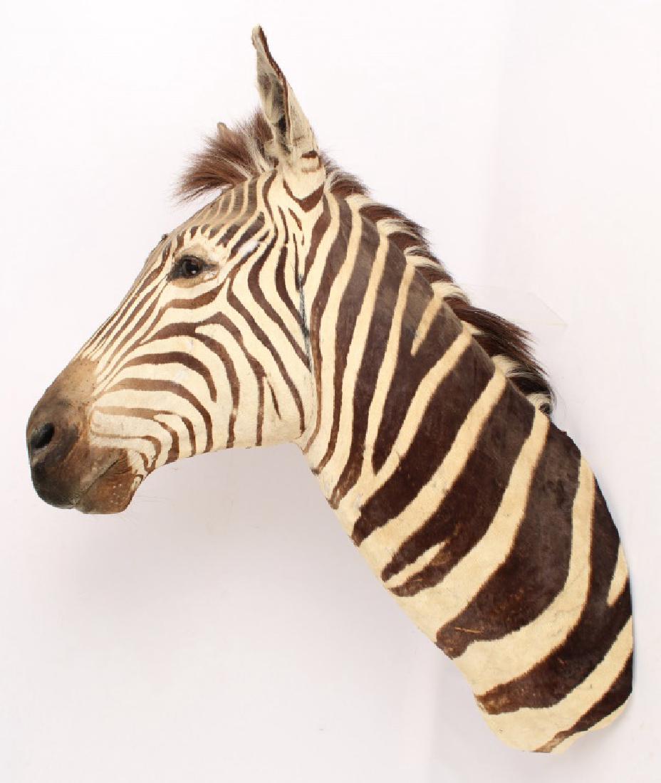 TAXIDERMY ZEBRA SHOULDER MOUNT HIEGHT 40 INCHES (1 of 4)
