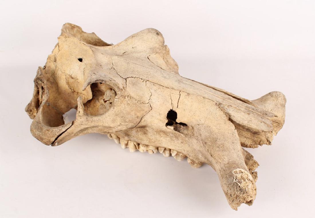 LARGE HIPPOPOTAMUS SKULL: LARGE HIPPOPOTAMUS SKULL Large hippopotamus skull, no lower jaw. Size: 23.5"
