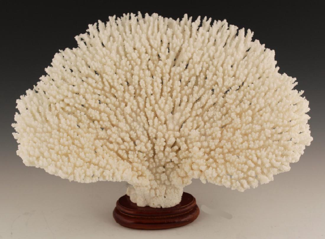 WHITE "TABLE" CORAL SPECIMEN (1 of 3)