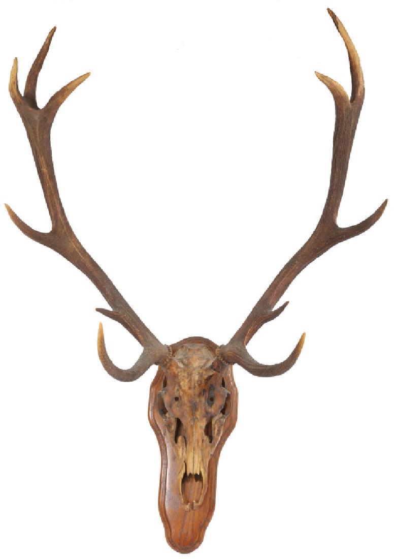 AMERICAN 11 POINT ELK ANTLERS & SKULL TO BASE: AMERICAN 11 POINT ELK ANTLERS & SKULL TO BASE American 11 point Elk antlers and complete skull attached to wooden display base. Greatest spread is 26 4/8", deductions are 14 4/8" and final score (unof