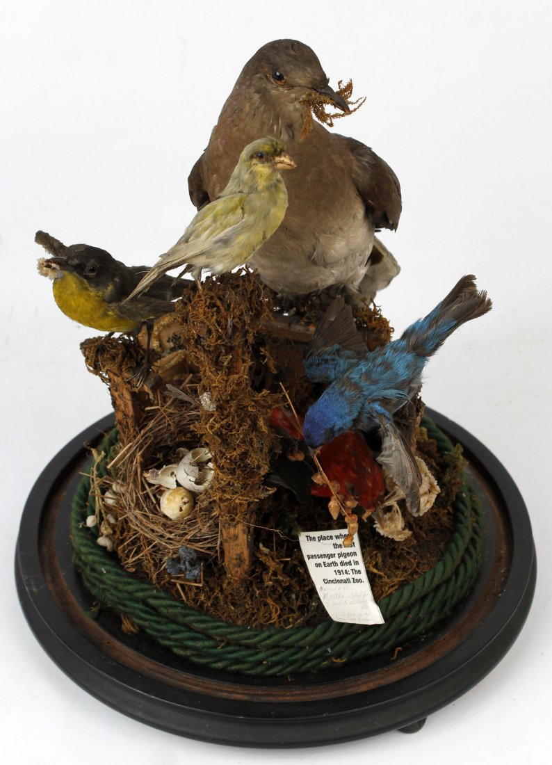 19TH CENTURY CARRIER PIGEON DOME TAXIDERMY SCENE: 19th century taxidermy Carrier Pigeon. Set in a glass dome with three other birds among tree branches and a birds nest. The last known carrier pigeon died in 1914, named Martha, in the Cincinnati zoo.