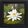 CAROLANN KNAPP FLORIDA ARTIST WHITE LILY 7