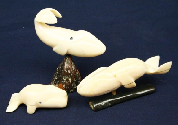 ALASKAN WALRUS TUSK IVORY CARVED WHALES: ALASKAN WALRUS TUSK IVORY CARVED WHALES Three whale carvings. One is signed by the artist Size: 2.5" to 4" Condition: VGC EST. $-
