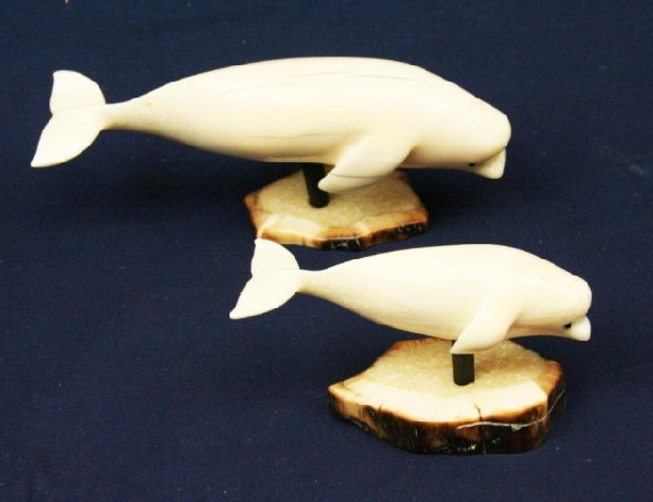 TWO ALASKAN WALRUS TUSK IVORY WHALES: TWO ALASKAN WALRUS TUSK IVORY WHALES Two well carved models of whales. Size: 4" & 5.5" Condition: VGC EST. $200-300