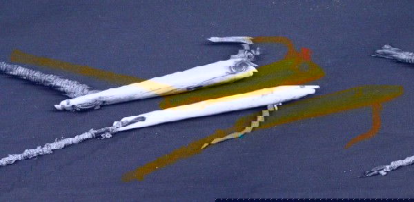 TWO ALASKAN WALRUS IVORY FISHING LURES / HOOKS: TWO ALASKAN WALRUS IVORY FISHING LURES / HOOKS Two antique fishing lures made from carved ivory. Size: 3.75" Condition: VGC EST. $150-300