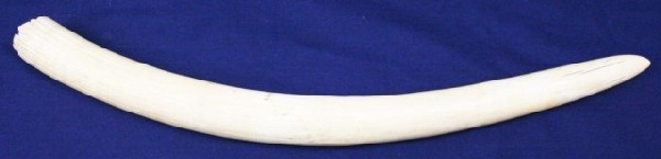 RAW IVORY WALRUS TUSK OF 19 INCHES: RAW IVORY WALRUS TUSK OF 19 INCHES Raw tusk. An attempt has been made to polish the tusk ready for scrimshaw work. Size: 19" Condition: VGC EST. $100-200