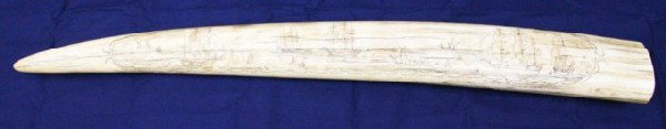 WHALING FLEET LARGE WALRUS IVORY TUSK SCRIMSHAW: WHALING FLEET LARGE WALRUS IVORY TUSK SCRIMSHAW The scrimshaw depicts the combined Anglo American whaling fleet with a scene showing ships in icy waters with whaling boats and ship wreaks. The reverse