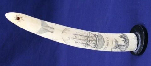 WHALING SHIP CHARITY WALRUS IVORY TUSK SCRIMSHAW: WHALING SHIP CHARITY WALRUS IVORY TUSK SCRIMSHAW Well executed walrus tusk scrimshaw with whaling scene and the ship "Charity". The reverse shows two whales and a scroll which reads "Good luck to the 