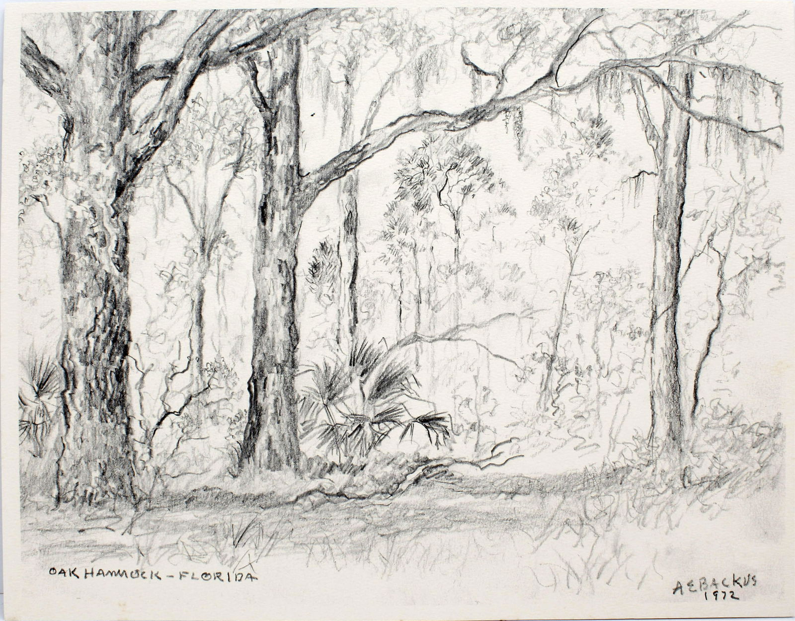 A.E. BACKUS PENCIL SKETCH OAK HAMMOCK - FLORIDA (1 of 4)