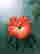 item-131005254=2