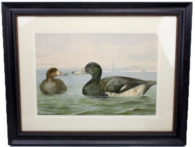 ALEXANDER POPE - CANVAS BACK DUCKS PAINTED PRINT: ALEXANDER POPE - CANVAS BACK DUCKS PAINTED PRINT Alexander Pope Jr.,(American, 1849-1924). Canvas-back ducks, hand-painted print, copyright 1878. Size: 20" x 14" Condition: VGC Lot: 15007