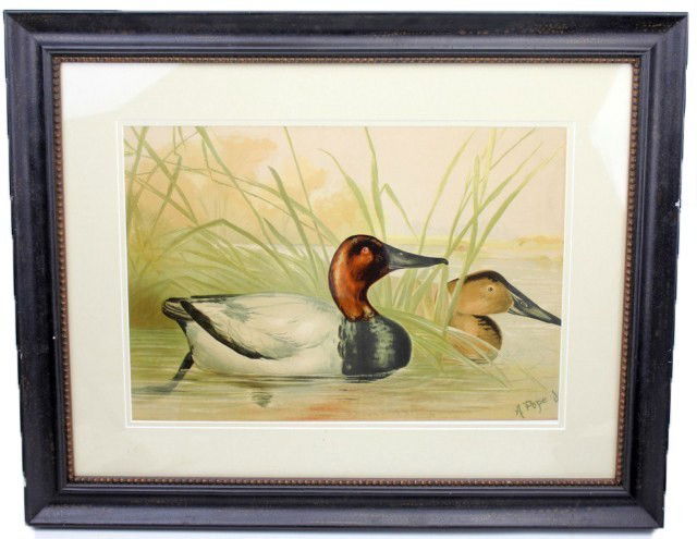 ALEXANDER POPE - CANVAS BACK DUCKS PAINTED PRINT: ALEXANDER POPE - CANVAS BACK DUCKS PAINTED PRINT Alexander Pope Jr.,(American 1849-1924). Canvas back Ducks, Hand-Painted Print, copyright 1878. Size: 20" x 14" Condition: VGC Lot: 15008