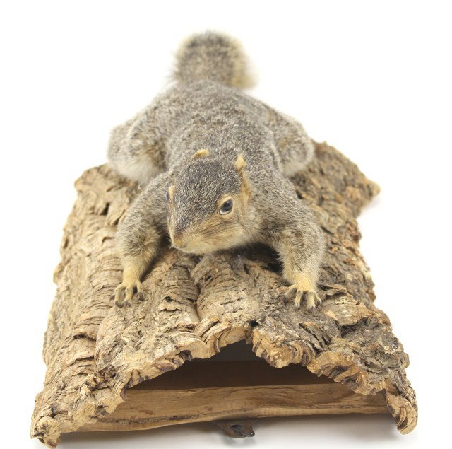 TAXIDERMY FOX SQUIRREL ON TREE BARK: TAXIDERMY FOX SQUIRREL ON TREE BARK A large fox squirrel, Sciurus niger, is mounted to a piece of bark, Noted by its large body and multi-colored pattern, this specimen is not to be confused with the 
