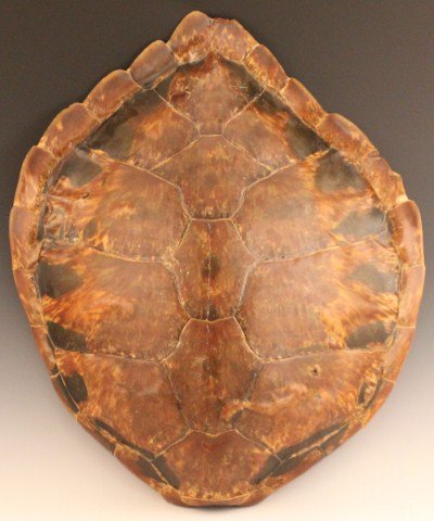 SEMINOLE VILLAGE TURTLE SHELL BOWL: SEMINOLE VILLAGE TURTLE SHELL BOWL A large turtle shell, a notation on the inner surface reads "1937 Seminole Village, used to gather oysters, Green turtle". 23" x 20". Size: