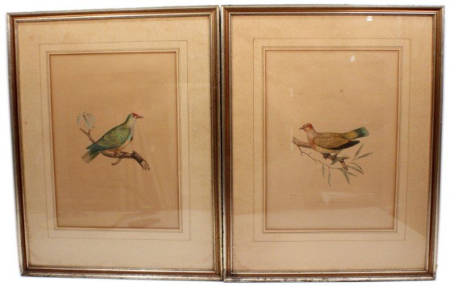 F. WILLY BIRD ILLUSTRATIONS 19TH CENTURY: F. WILLY BIRD ILLUSTRATIONS 19TH CENTURY Lot of two framed bird tinted lithographs by F. Willy, from Iconographie de Pigeons by Charles-Lucien Bonaparte. Framed and matted under glass. Each labeled "P