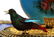 GILT STERLING FRENCH ENAMELED AUTOMATON BIRD BOX - 7