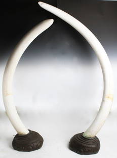 PAIR OF LARGE 6' UNWORKED ELEPHANT IVORY TUSKS: PAIR OF LARGE 6' UNWORKED ELEPHANT IVORY TUSKS A pair of extraordinary 6' unworked elephant ivory tusks. Acquired in 1947 during an African safari. Each sit in a custom made Bronze base in the form