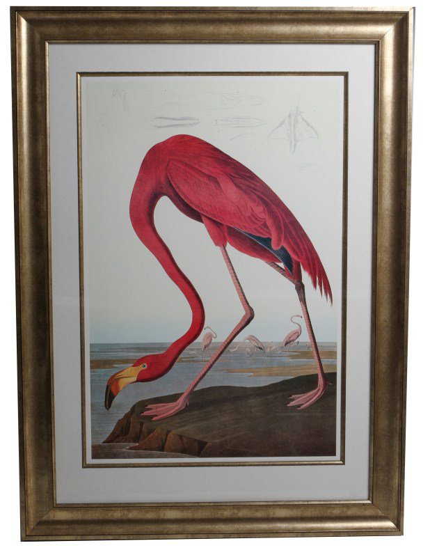John James Audubon Pink Flamingo Print