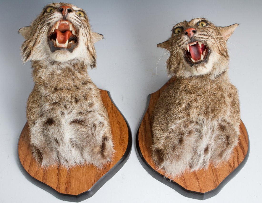 TWO TAXIDERMY BOBCAT HEADS: TWO TAXIDERMY BOBCAT HEADS Lot of two taxidermy bobcat heads mounted on wood plaques. Size: 12x9.5"