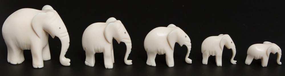 FIVE GRADUATED CARVED IVORY ELEPHANTS: FIVE GRADUATED CARVED IVORY ELEPHANTS A lot of five carved elephants, graduated, carved from elephant ivory. Elephants are standing with trunks down. Size: 1-2" Weight: 0.105kg