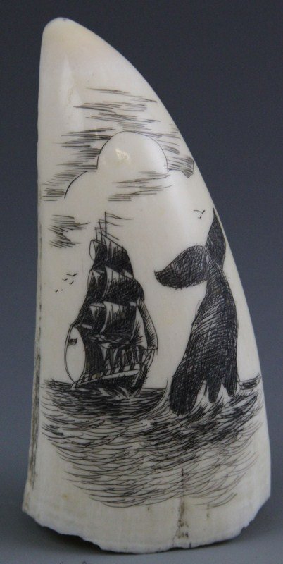 WHALE TOOTH SCRIMSHAW CLIPPER SHIP: WHALE TOOTH SCRIMSHAW CLIPPER SHIP Whale's tooth, decorated with nautical scene featuring clipper ship and diving whale in scrimshaw. 123.7g 4"