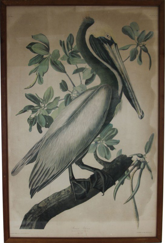 AFTER J.J AUDUBON "BROWN PELICAN" CHROMOLITH: AFTER J.J AUDUBON "BROWN PELICAN" CHROMOLITH After J.J Audubon "Brown Pelican" chromolith, circa 1860 by J. Bien New York; No. 12-1, Plate 423. Piece has been examined out of frame. Size: 40.5 x 27" f