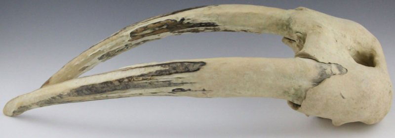 LARGE WALRUS SKULL WITH UNWORKED IVORY TUSKS: LARGE WALRUS SKULL WITH UNWORKED IVORY TUSKS Magnificent Large Walrus Skull with Unworked Ivory Tusks. Highly social and gregarious, slow to mature and reproduce, fiercely protective of their young, v