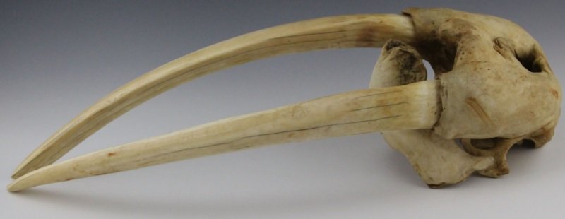 MAGNIFICENT WALRUS SKULL WITH UNWORKED IVORY TUSKS: MAGNIFICENT WALRUS SKULL WITH UNWORKED IVORY TUSKS Magnificent Large Walrus Skull with Unworked Ivory Tusks that include lower mandible. Highly social and gregarious, slow to mature and reproduce, fie