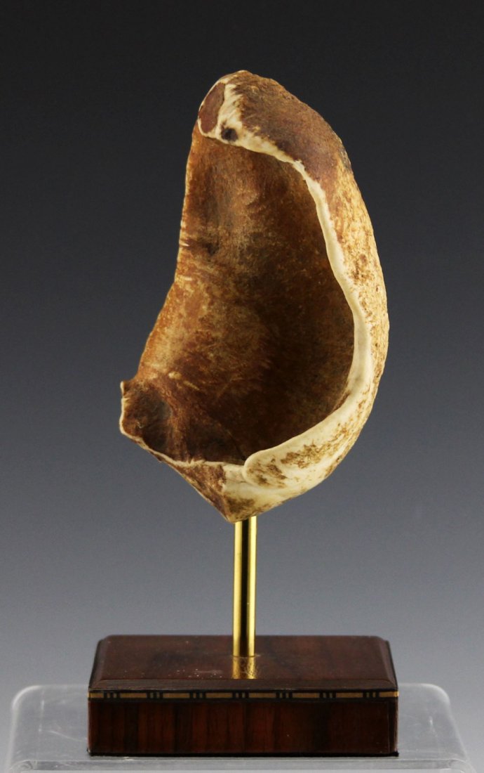 FOSSILIZED AUDITORY BULLA WHALE EAR BONE: FOSSILIZED AUDITORY BULLA WHALE EAR BONE Fossilized whale ear bone (auditory bulla), on stand. Weight: 516 g including stand Size: 12 x 6.5 x 6" plus stand