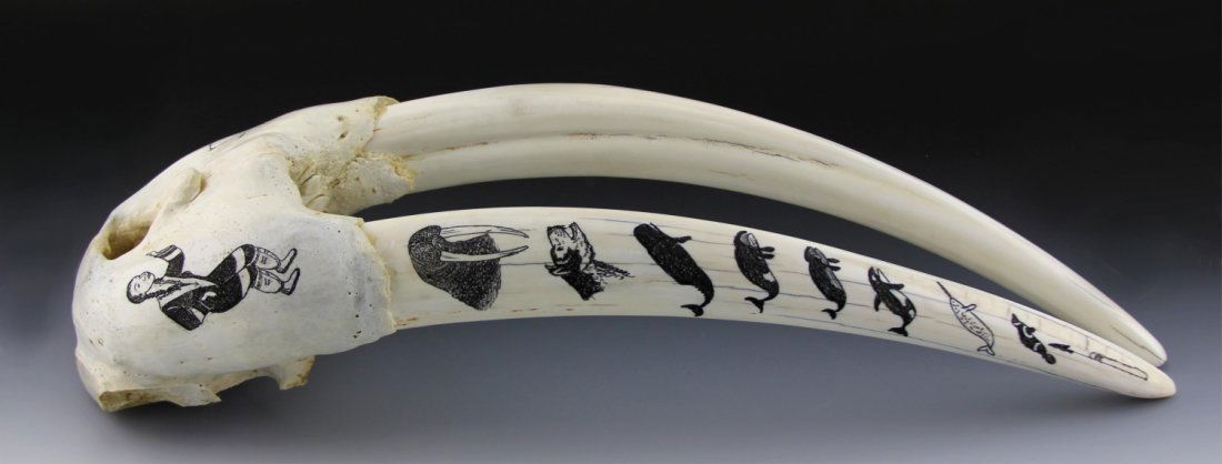 ALASKAN SCRIMSHAW WALRUS SKULL & TUSKS PELOWOOK