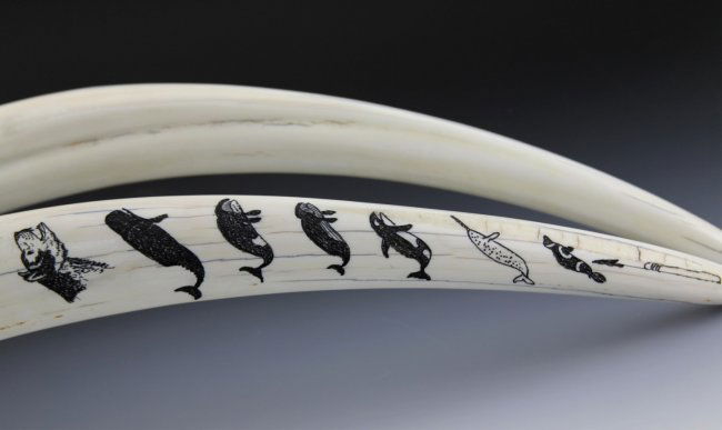 ALASKAN SCRIMSHAW WALRUS SKULL & TUSKS PELOWOOK : Lot 58511A