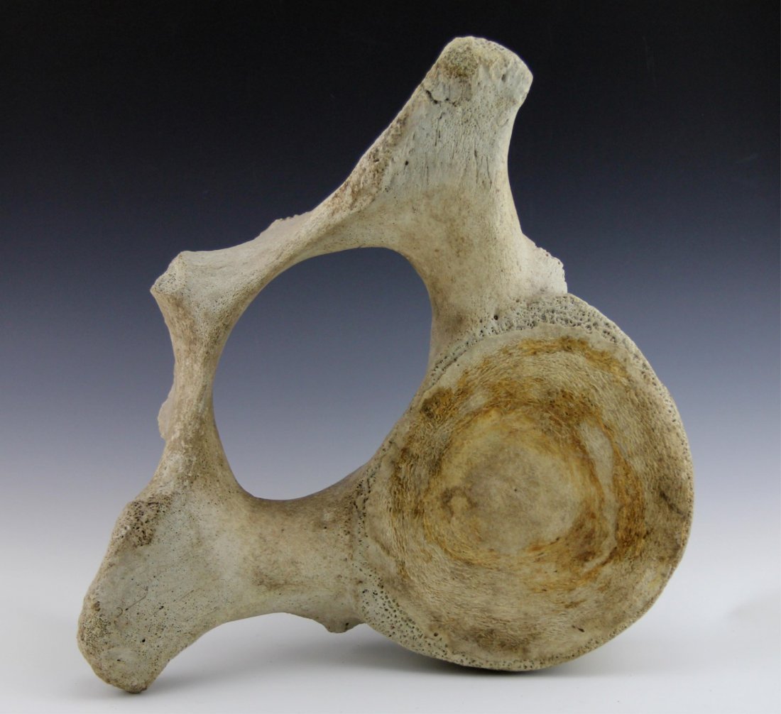 UNWORKED WHALE BONE: UNWORKED WHALE BONE Unworked whale bone. Weight: 7.2 lbs Size: 20 x 16"