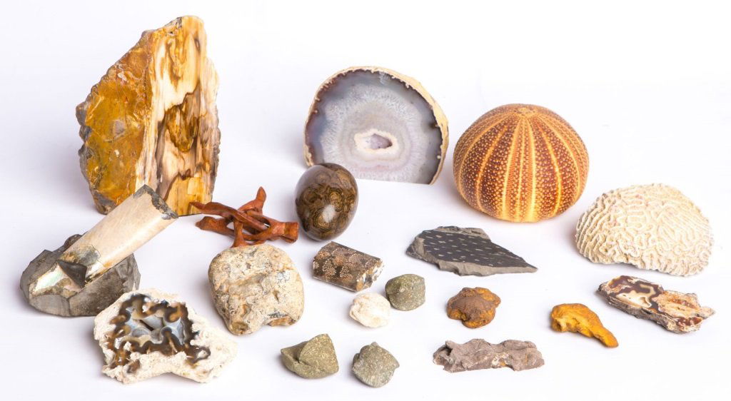 MIXED GROUPING OF FOSSILS & ROCKS (1 of 5)