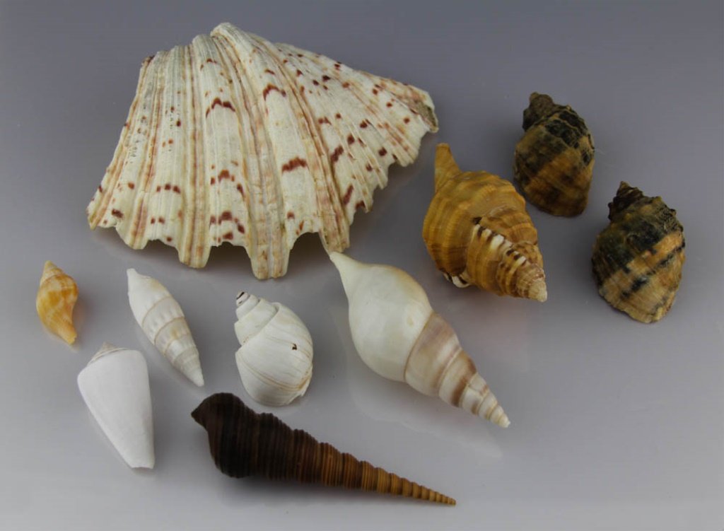 (10) ASSORTED SEA SHELLS SMALL (1 of 4)