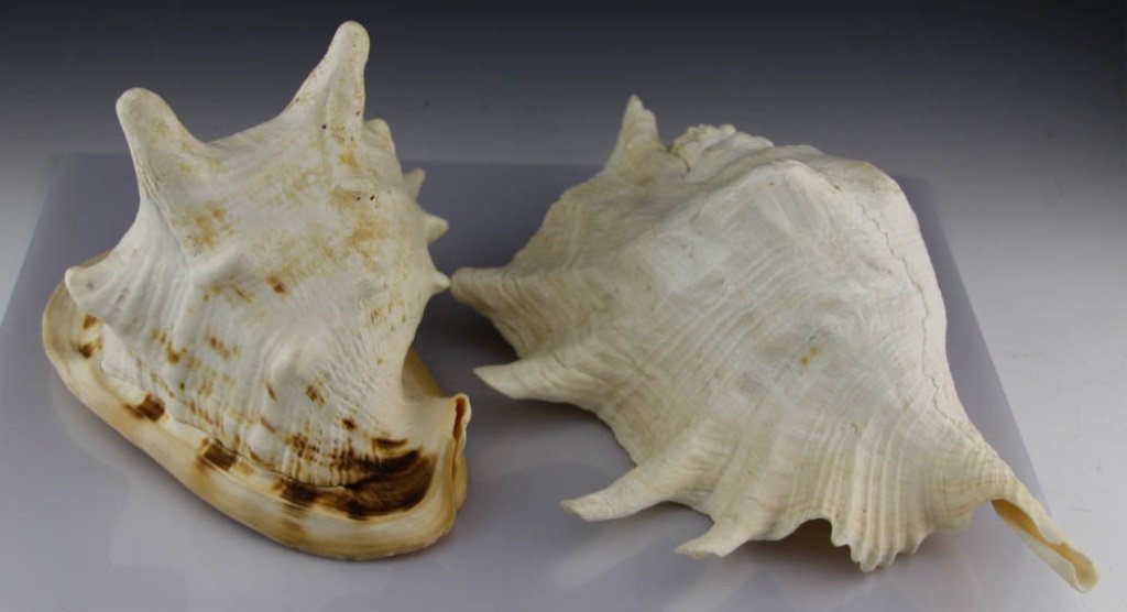 (2) LARGE CONCH SHELLS (1 of 3)