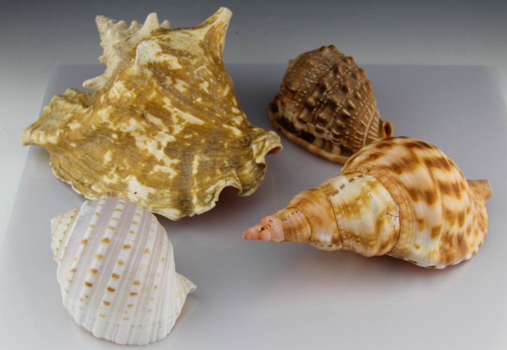 (4) ASSORTED SEA SHELLS MEDIUM (1 of 5)