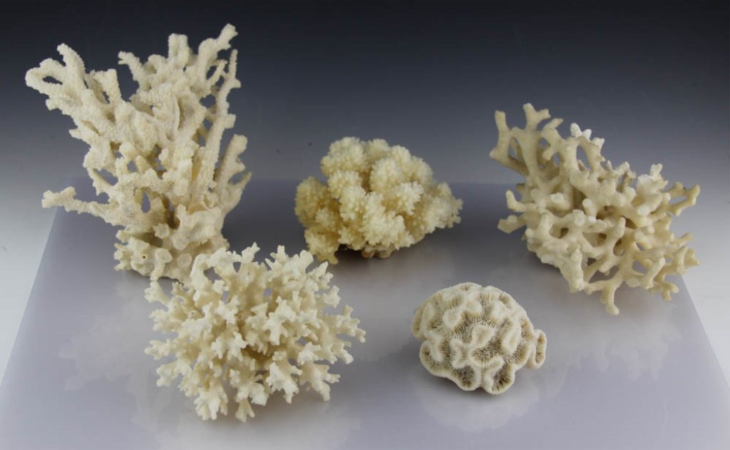 (5) PIECES OF CORAL: (5) PIECES OF CORAL Spiky and brain coral.