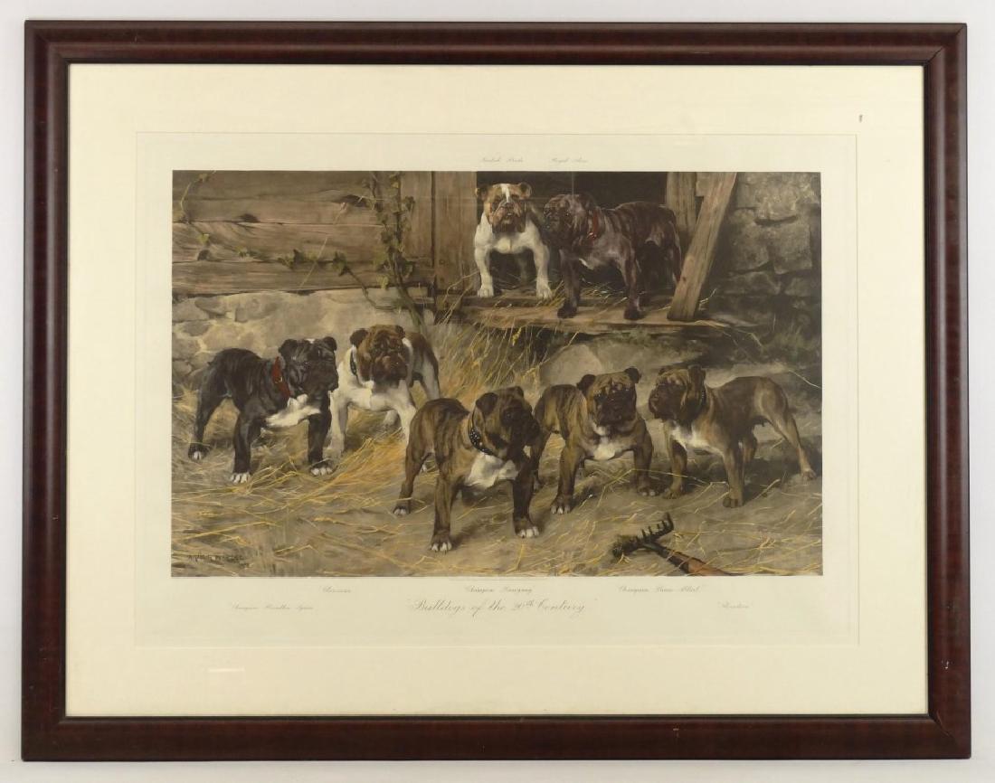 "Bulldogs of the 20th Century" Print: Early print "Bulldogs of the 20th Century". Artist Arthur Wardle (United Kingdom 1864-1949). Sight 25" x 35".
