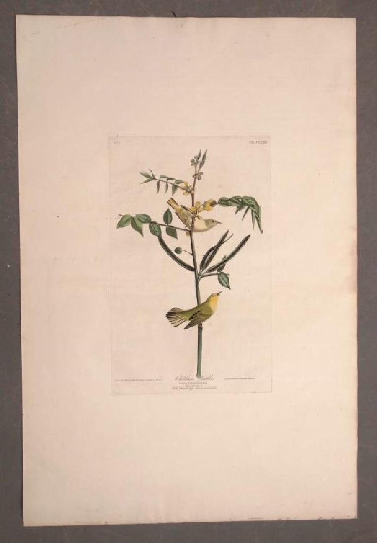 Audubon Print (1 of 5)