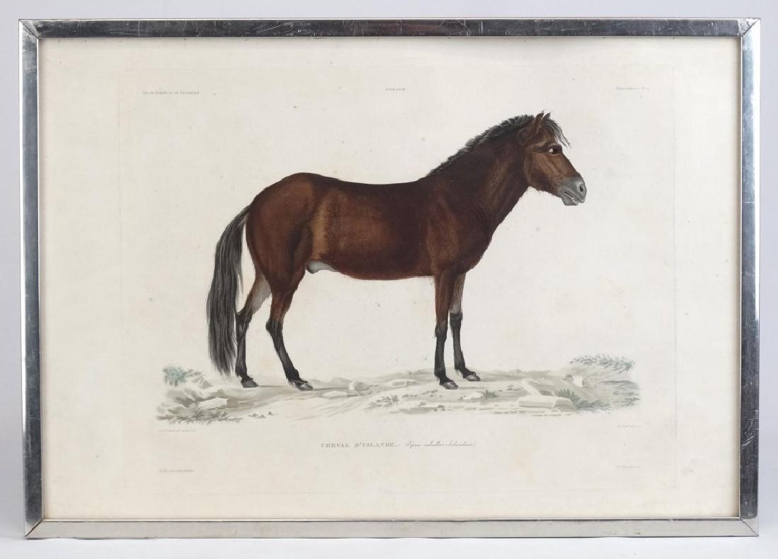 Icelandic Horse Animal Study Print (1 of 10)