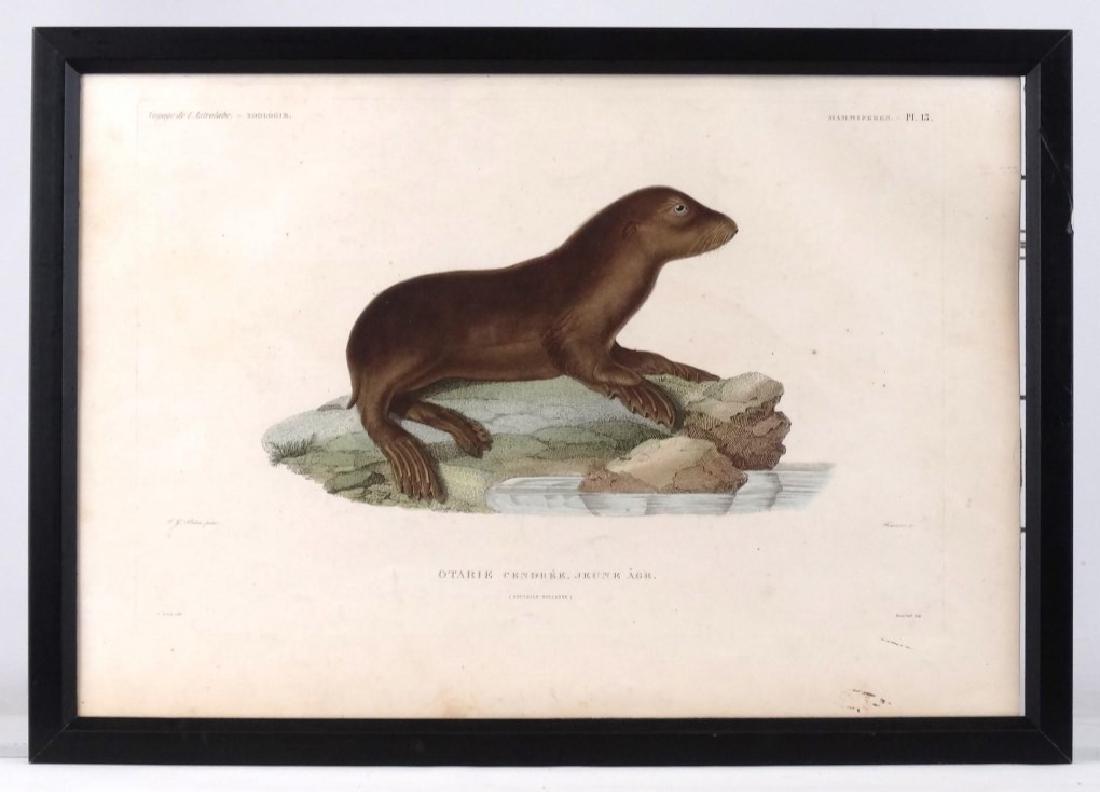 Australian Otter Study Print (1 of 9)