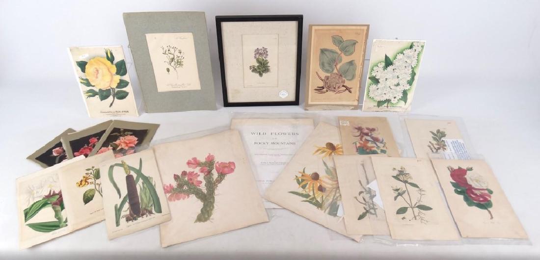 Collection Of 19th c. Botanical Prints (1 of 15)