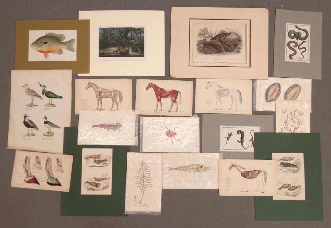 Early Prints (1 of 11)