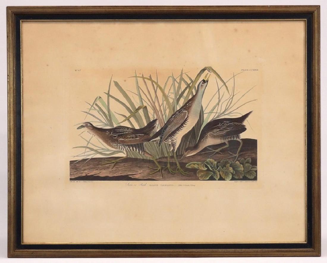 Audubon Print (1 of 5)