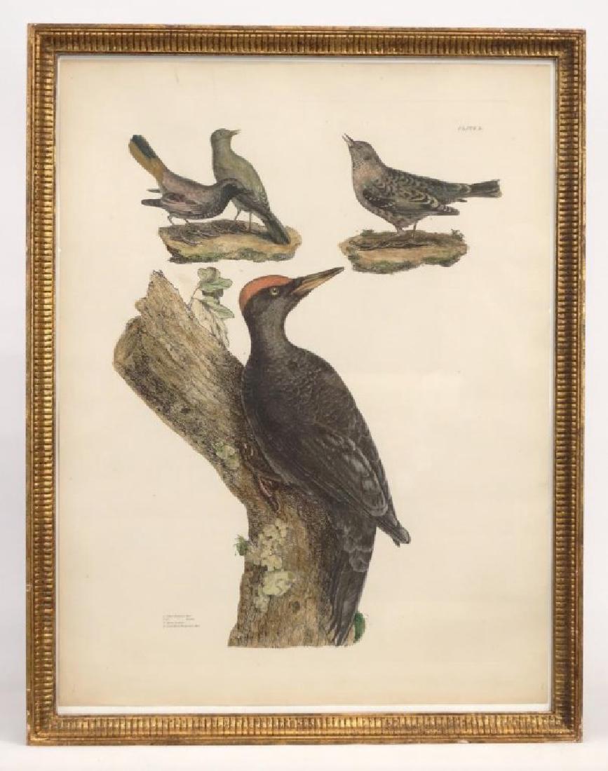 Selby Woodpecker Print (1 of 6)