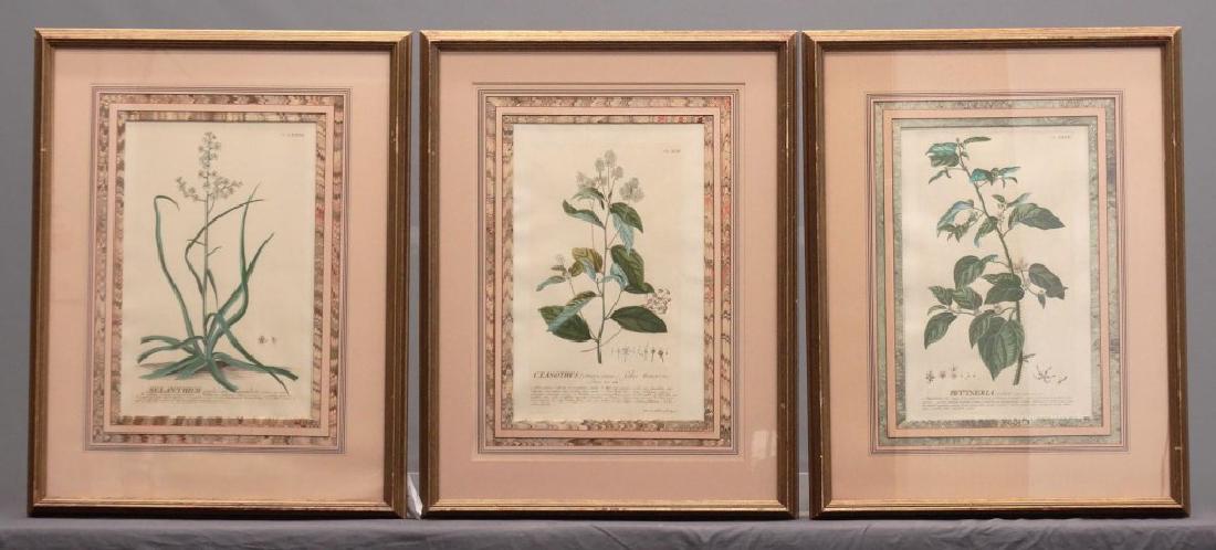 Ehret Botanical Prints (1 of 8)